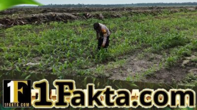 Bhabinkamtibmas Desa Pangkalan Baru Pantau Pertumbuhan Jagung Pipil, Dukung Ketahanan Pangan Nasional