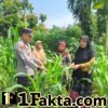 Dukung Ketahanan Pangan Personil Polsek Bangkinang Barat Cek Kontrol Tanaman Jagung Di Desa Pulau Jambu