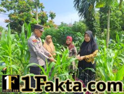 Dukung Ketahanan Pangan Personil Polsek Bangkinang Barat Cek Kontrol Tanaman Jagung Di Desa Pulau Jambu