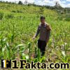 Polisi Cinta Petani Pengecekan Lahan Jagung oleh Personil Polsek Bangkinang Barat Desa Siabu