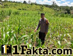 Polisi Cinta Petani Pengecekan Lahan Jagung oleh Personil Polsek Bangkinang Barat Desa Siabu