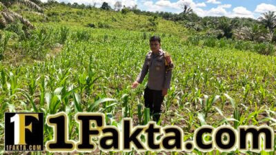 Polisi Cinta Petani Pengecekan Lahan Jagung oleh Personil Polsek Bangkinang Barat Desa Siabu