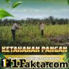 Dukung Ketahanan Pangan Nasional, Bhabinkamtibmas Polsek Siak Hulu Pantau Perkembangan Jagung Pipil di Desa Tanah Merah