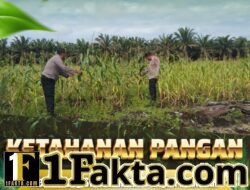 Dukung Ketahanan Pangan Nasional, Bhabinkamtibmas Polsek Siak Hulu Pantau Perkembangan Jagung Pipil di Desa Tanah Merah