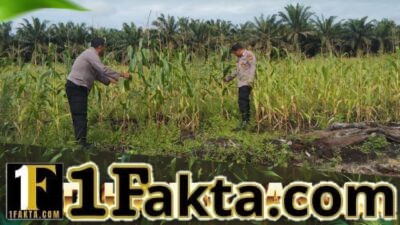 Dukung Ketahanan Pangan Nasional, Bhabinkamtibmas Polsek Siak Hulu Pantau Perkembangan Jagung Pipil di Desa Tanah Merah
