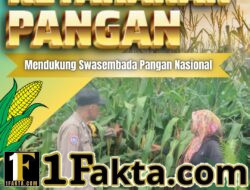 Bhabinkamtibmas Desa Tanah Merah Pantau Pemeliharaan Jagung Pipil, Dukung Ketahanan Pangan Daerah