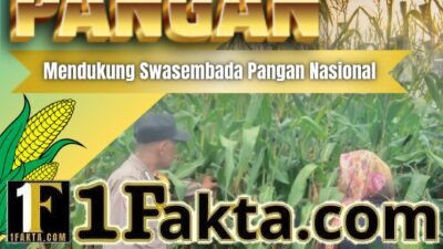 Bhabinkamtibmas Desa Tanah Merah Pantau Pemeliharaan Jagung Pipil, Dukung Ketahanan Pangan Daerah