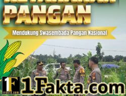 Kapolsek Siak Hulu Tinjau Perkembangan Jagung Pipil, Wujud Dukungan Polri terhadap Ketahanan Pangan