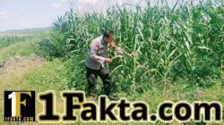Dukung Swasembada Pangan Polsek Bangkinang Barat Terus Lakukan Cek Perkembangan Pertumbuhan Jagung Pipil Kuartal I di PT Simas Sawit Aliantan