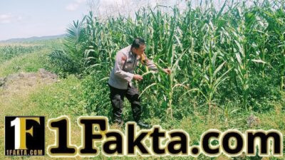 Dukung Swasembada Pangan Polsek Bangkinang Barat Terus Lakukan Cek Perkembangan Pertumbuhan Jagung Pipil Kuartal I di PT Simas Sawit Aliantan
