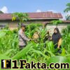 Bhabinkamtibmas Desa Empat Balai dan Desa Pulau Jambu Aktif Dampingi Petani Jagung demi Ketahanan Pangan