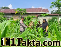 Bhabinkamtibmas Desa Empat Balai dan Desa Pulau Jambu Aktif Dampingi Petani Jagung demi Ketahanan Pangan