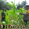 Polisi Bangkinang Barat Rutin Pantau Perkembangan Jagung Pipil di Desa Pulau Jambu