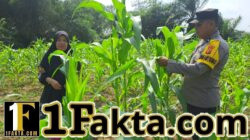 Polisi Bangkinang Barat Rutin Pantau Perkembangan Jagung Pipil di Desa Pulau Jambu