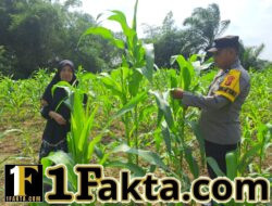 Polisi Bangkinang Barat Rutin Pantau Perkembangan Jagung Pipil di Desa Pulau Jambu