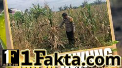Sambangi Desa ke Lahan Pertanian, Bhabinkamtibmas Pandau Jaya Perkuat Ketahanan Pangan