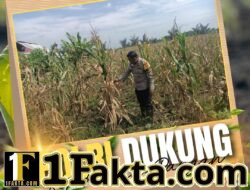 Sambangi Desa ke Lahan Pertanian, Bhabinkamtibmas Pandau Jaya Perkuat Ketahanan Pangan