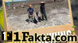Bhabinkamtibmas Pangkalan Baru Aktif Dampingi Petani, Pastikan Tanaman Jagung 10 Hektare Tumbuh Optimal
