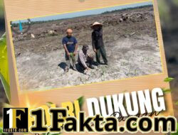 Bhabinkamtibmas Pangkalan Baru Aktif Dampingi Petani, Pastikan Tanaman Jagung 10 Hektare Tumbuh Optimal