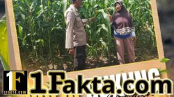 Polri Hadir untuk Petani: Bhabinkamtibmas Tanah Merah Cek Perkembangan Tanaman Jagung