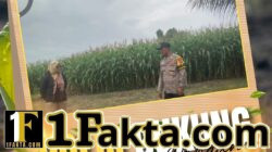 Sinergitas Komitmen Polri dan Petani, Bhabinkamtibmas Kepau Jaya kawal ketahanan Pangan Desa