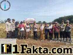 Kapolsek Siak Hulu Bersama Kelompok Tani Karya Mandiri Panen Jagung Pipil Kuartal II 2 Ton di Pandau Jaya