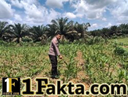 Polsek Bangkinang Aipda Syamsir, S.E Monitoring Lahan Ketahanan Pangan Jagung Pipil di Desa Siabu