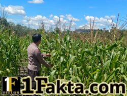 Polsek Bangkinang Barat dan Petani Aktif Memelihara Tanaman Jagung Pipil di Desa Salo Timur