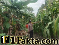 Bhabinkamtibmas Desa Tanah Merah Pantau Pemeliharaan Jagung Pipil, Dukung Ketahanan Pangan Daerah