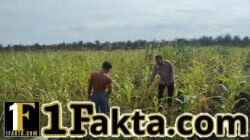 Bhabinkamtibmas Polsek Siak Hulu Pantau Perkembangan Jagung Pipil, Dukung Ketahanan Pangan Nasional