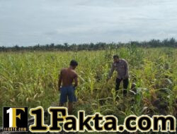 Bhabinkamtibmas Polsek Siak Hulu Pantau Perkembangan Jagung Pipil, Dukung Ketahanan Pangan Nasional