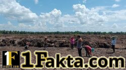 Bhabinkamtibmas Desa Pangkalan Baru Pantau Penanaman Jagung Pipil di Lahan KOPPSA-M Seluas 10 Hektare