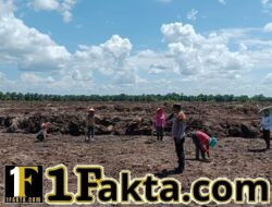 Bhabinkamtibmas Desa Pangkalan Baru Pantau Penanaman Jagung Pipil di Lahan KOPPSA-M Seluas 10 Hektare