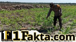 Polsek Siak Hulu Rutin dan Aktif Rawat Tanaman Jagung Pipil di Lahan KOPPSA – M