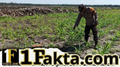 Polsek Siak Hulu Rutin dan Aktif Rawat Tanaman Jagung Pipil di Lahan KOPPSA – M