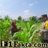 Dukung Ketahanan Pangan, Polsek Bangkinang Barat Rutin Bantu Petani Rawat Jagung Pipil
