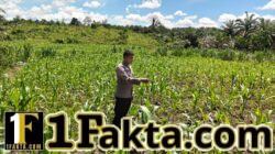 Polsek Bangkinang Barat Tinjau Lahan Jagung Pipil Maksimalkan Kendala Pertumbuhan di Desa Siabu