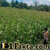 Polsek Bangkinang Barat Aktif Dampingi Petani Laksanakan Pemeliharaan Tanaman Jagung Pipil Salo Timur