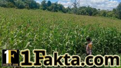 Polsek Bangkinang Barat Aktif Dampingi Petani Laksanakan Pemeliharaan Tanaman Jagung Pipil Salo Timur