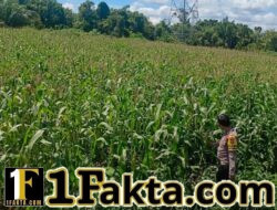 Polsek Bangkinang Barat Aktif Dampingi Petani Laksanakan Pemeliharaan Tanaman Jagung Pipil Salo Timur
