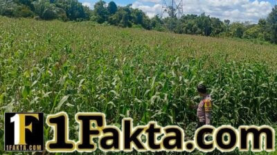 Polsek Bangkinang Barat Aktif Dampingi Petani Laksanakan Pemeliharaan Tanaman Jagung Pipil Salo Timur