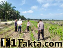 Kapolsek Siak Hulu dan Ketua Koppsa M Terus Lakukan Tinjau Cek Perkembangan Tumbuhan Jagung Pipil Kuartal II