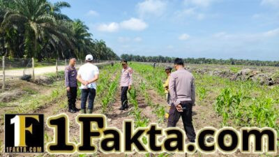 Kapolsek Siak Hulu dan Ketua Koppsa M Terus Lakukan Tinjau Cek Perkembangan Tumbuhan Jagung Pipil Kuartal II