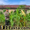 Polsek Bangkinang Barat Tinjau Lahan Jagung di Pulau Jambu, Dukung Program Ketahanan Pangan