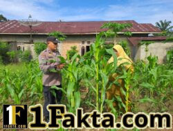 Polsek Bangkinang Barat Tinjau Lahan Jagung di Pulau Jambu, Dukung Program Ketahanan Pangan