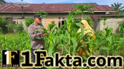 Polsek Bangkinang Barat Tinjau Lahan Jagung di Pulau Jambu, Dukung Program Ketahanan Pangan