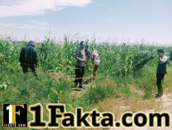 Polsek Bangkinang Barat Terus Lakukan Pendampingan Petani Pemeliharaan Tanaman Jagung di Desa Batu Langkah Kecil.