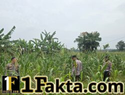 Kapolsek Siak Hulu Pastikan Tanaman Jagung Tumbuh Optimal, Perkuat Dukungan Terhadap Ketahanan Pangan