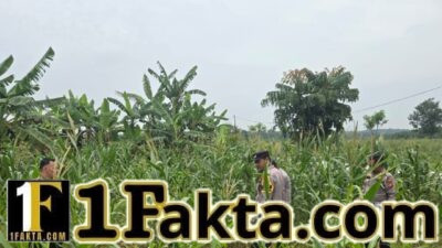 Kapolsek Siak Hulu Pastikan Tanaman Jagung Tumbuh Optimal, Perkuat Dukungan Terhadap Ketahanan Pangan