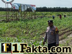 Perkuat Ketahan Daerah, Bhabinkamtibmas Pangkalan Baru Cek Lokasi Perkembangan Jagung Pipil Kuartal II di Lahan KOPPSA M